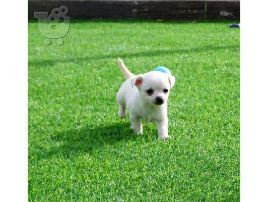 PoulaTo: Τσιουαουα μινι - Chihuahua mini